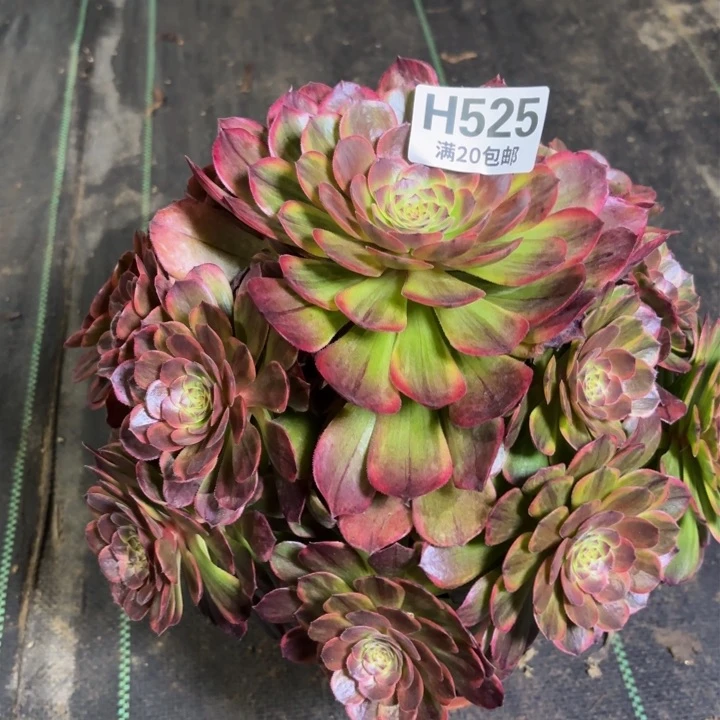 瑞妈一物一拍525