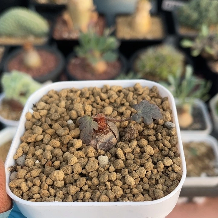 833产地肾叶杨葵块根