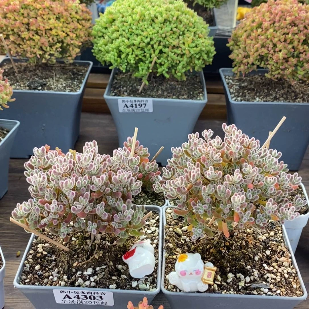 喝***）优选冰晶组合4303