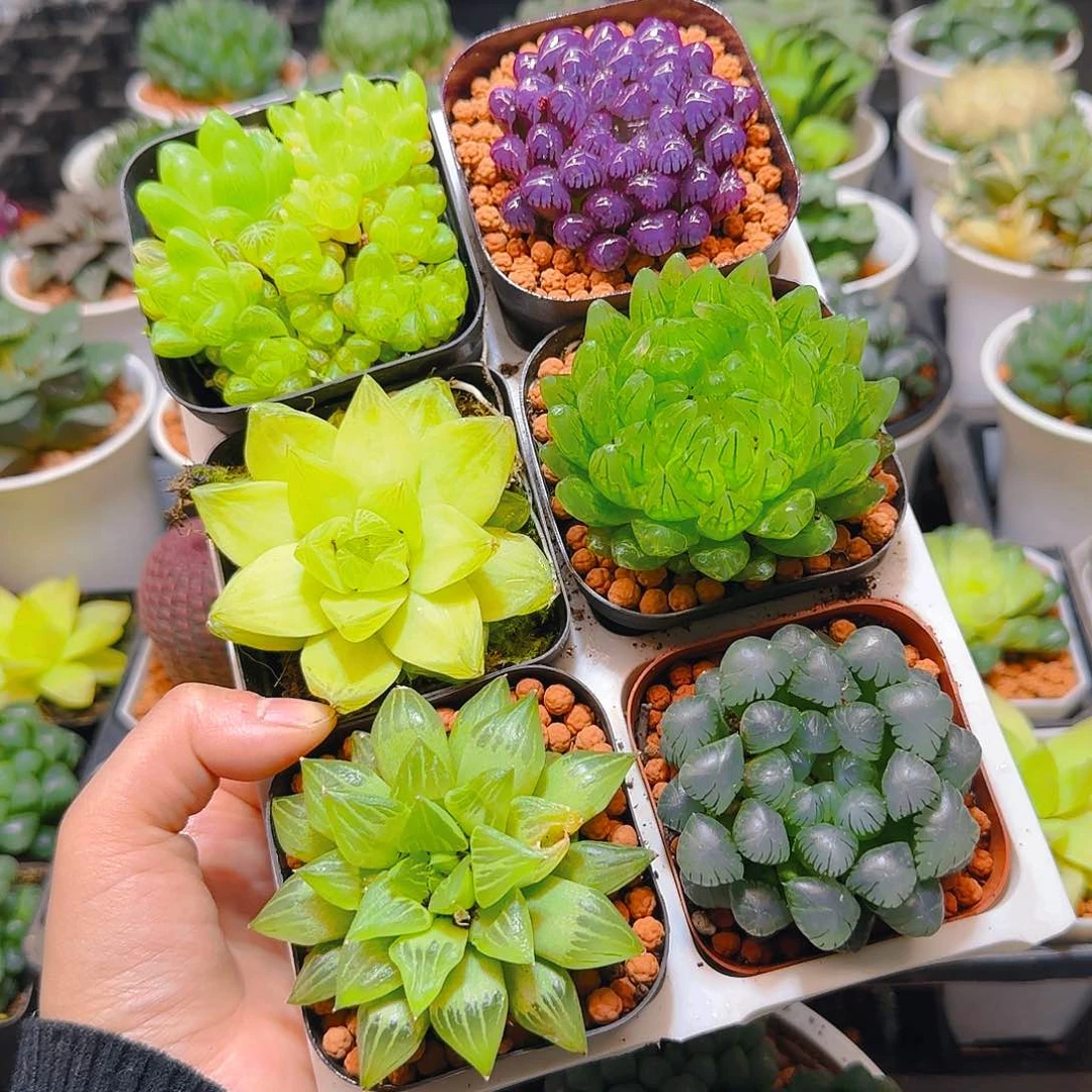 玉露群，蝉翼，黄金，紫宝石，玉露寿，冰灯