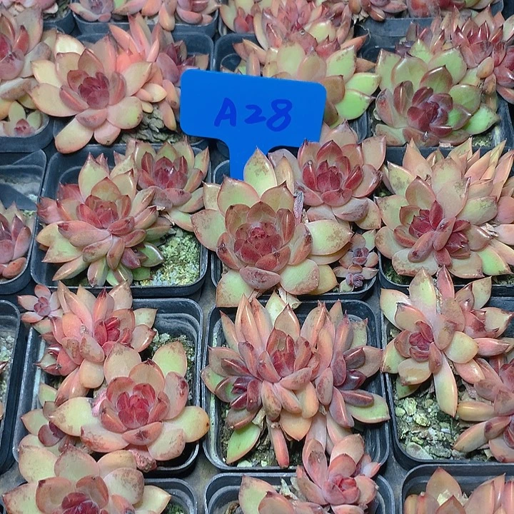A28舒婷群生带盆发