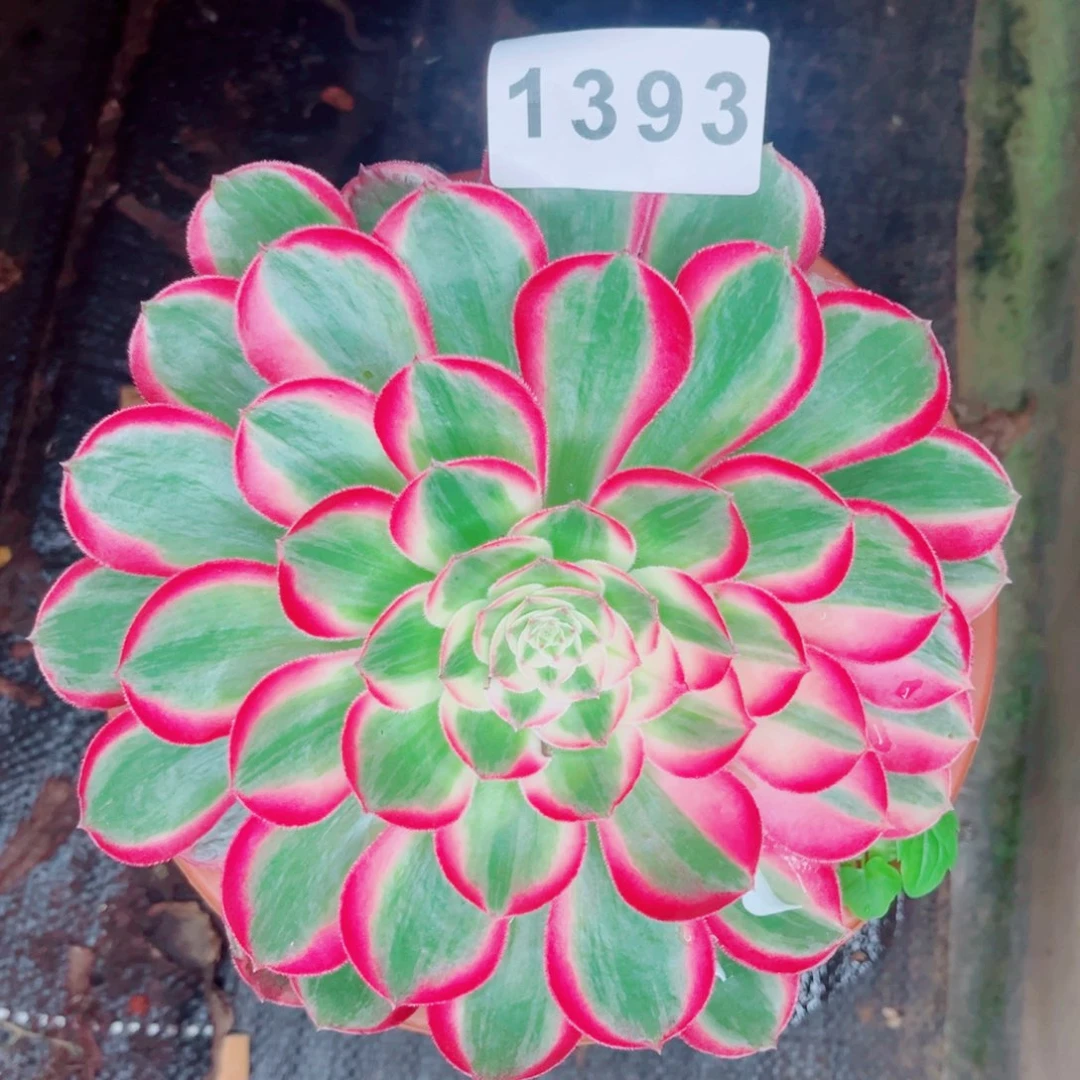 孔雀翎特价多肉发货