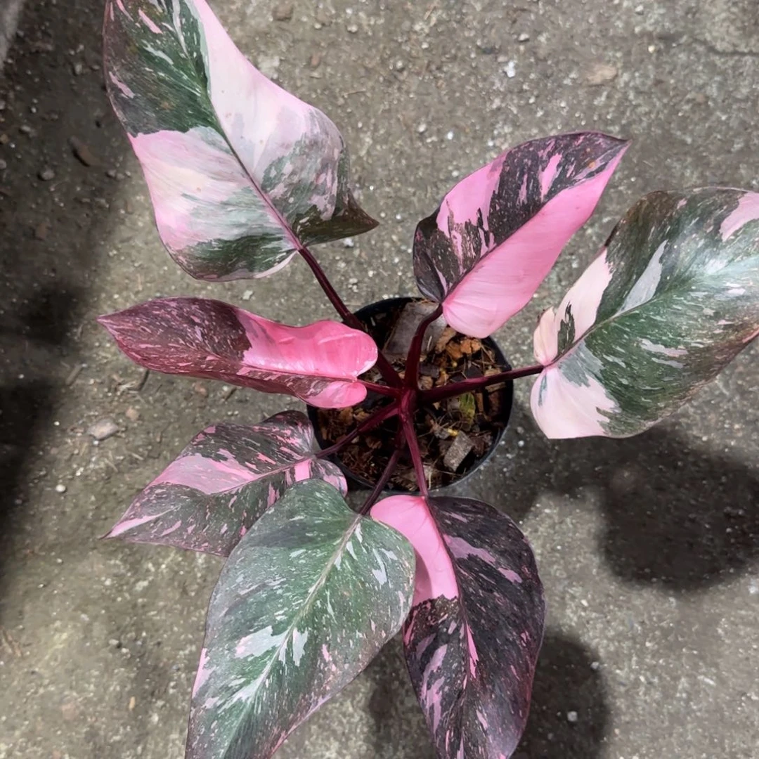 51-1123泰国发货粉公主