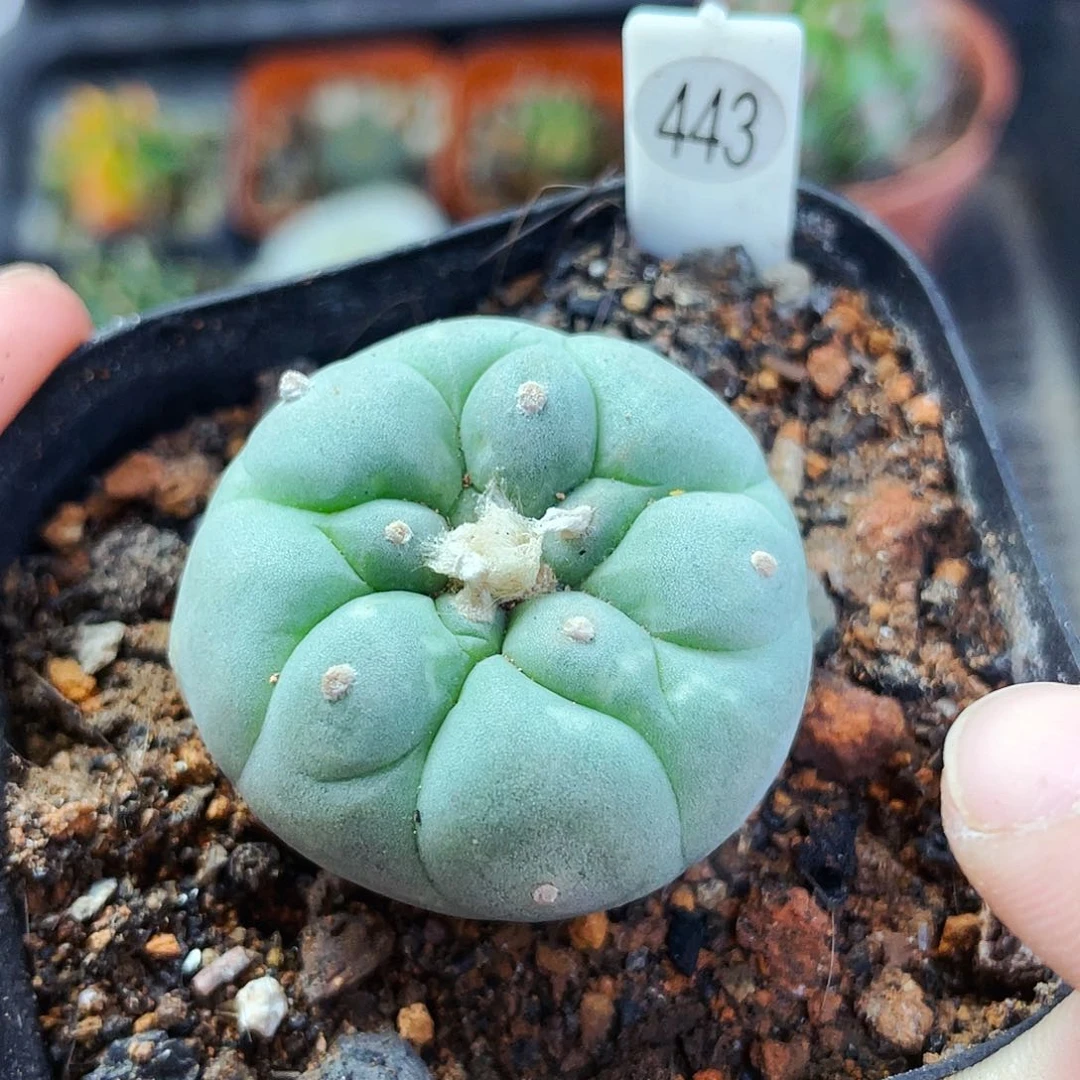 非偏远地区满25包邮仙人球