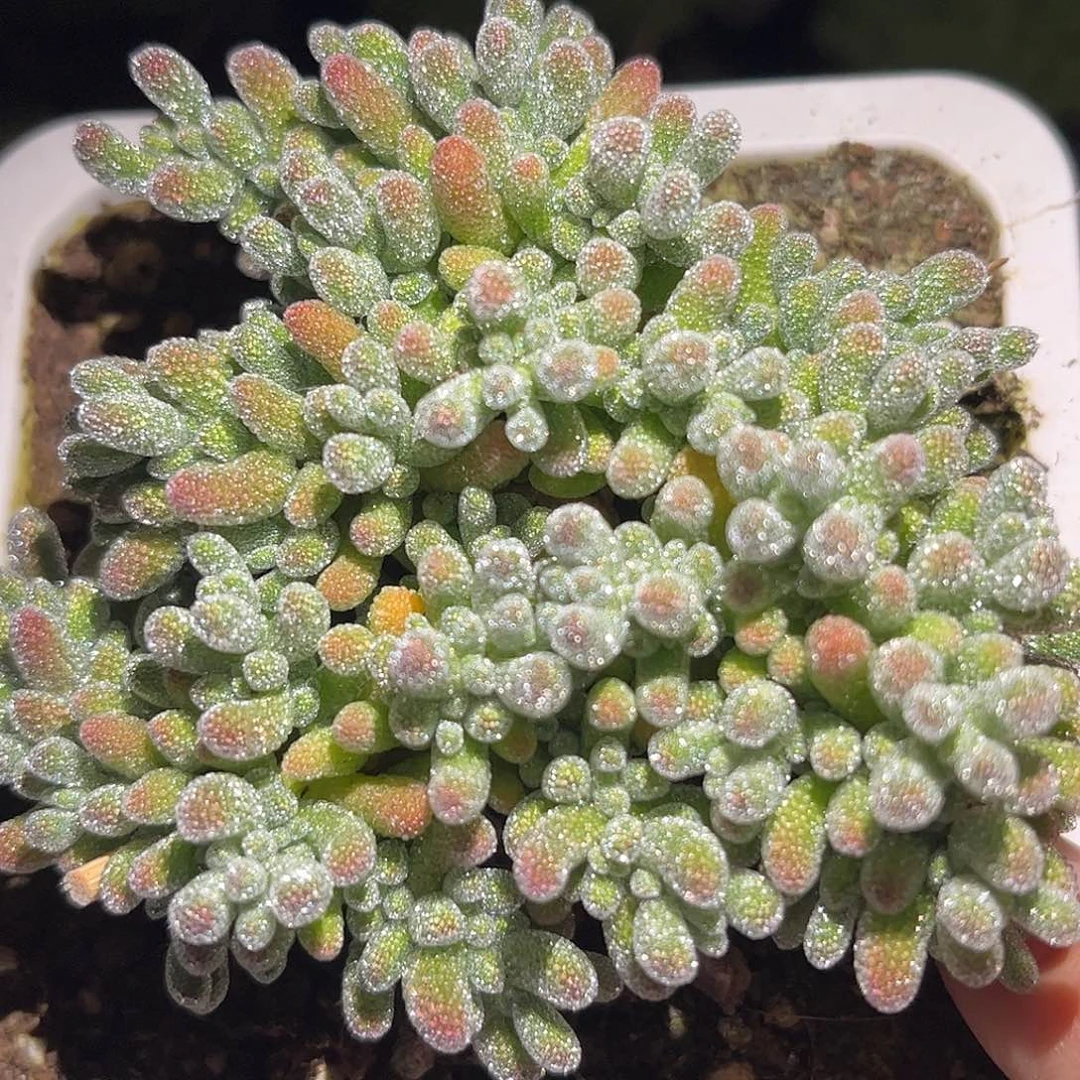 冰晶枝干番杏优秀