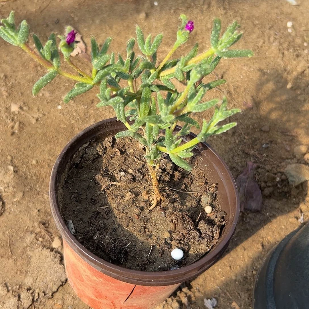 多肉植物玉米枝干