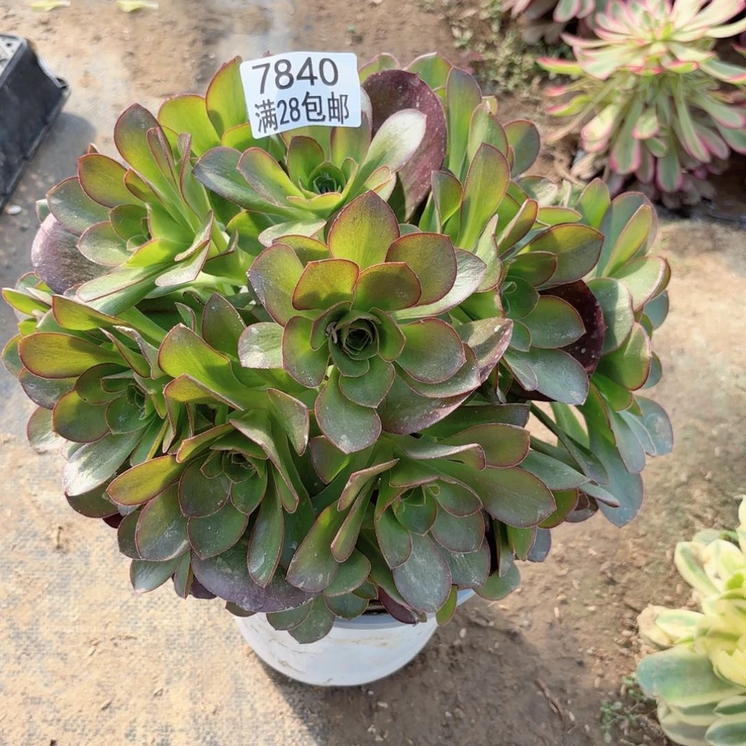 E. 7840媚金玫瑰多肉