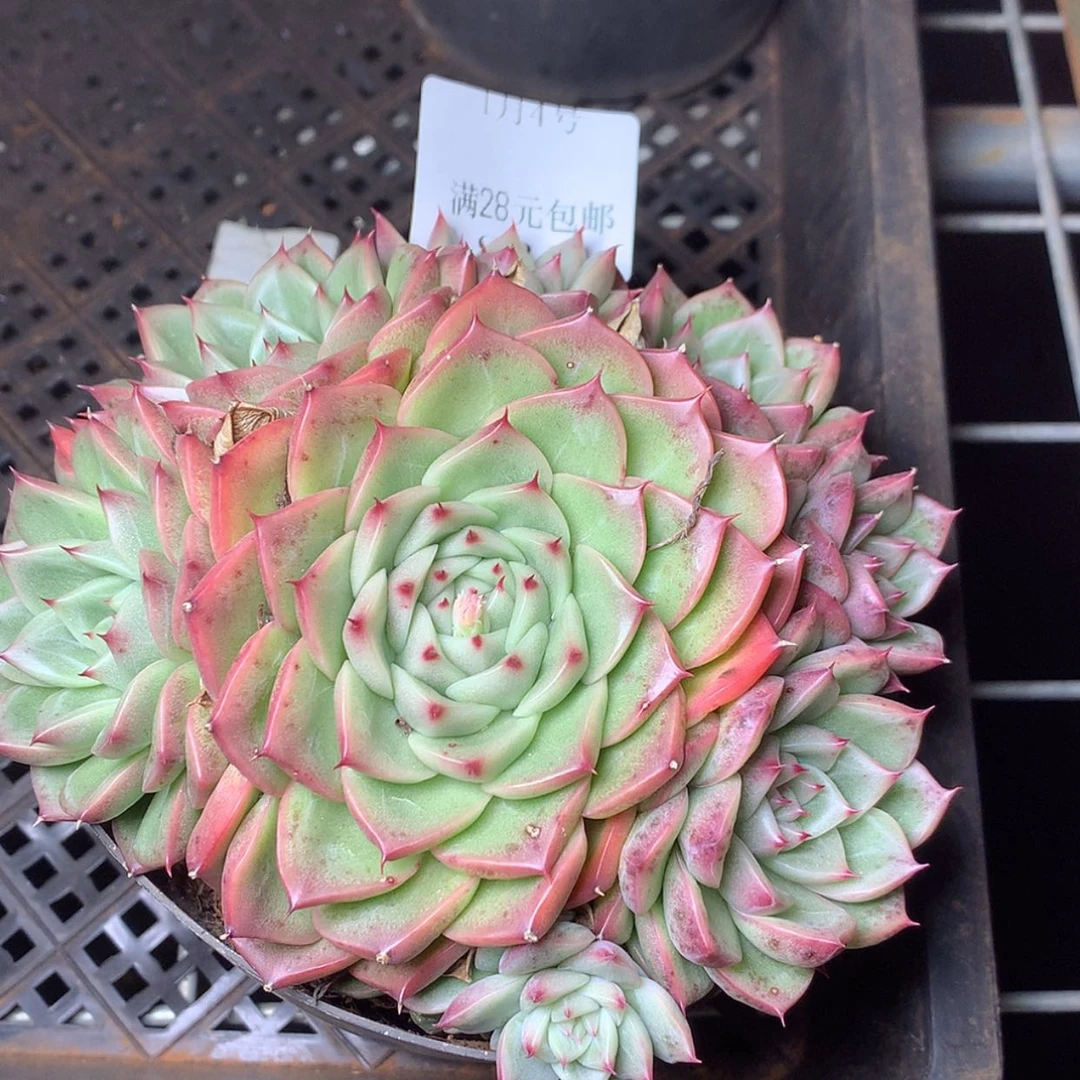 【闪购商品】云921号极光手捧16厘米