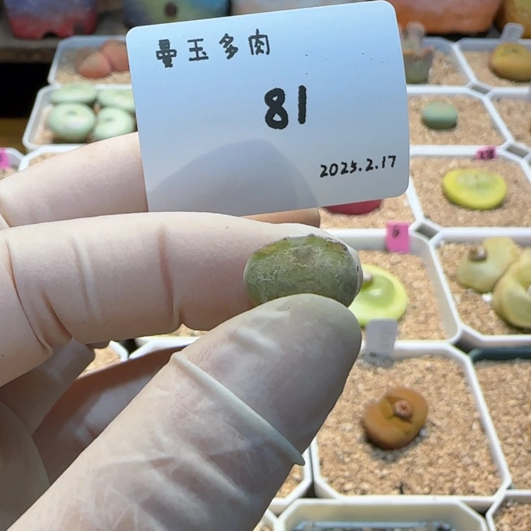 ?****欧多肉多肉多肉2.17-081