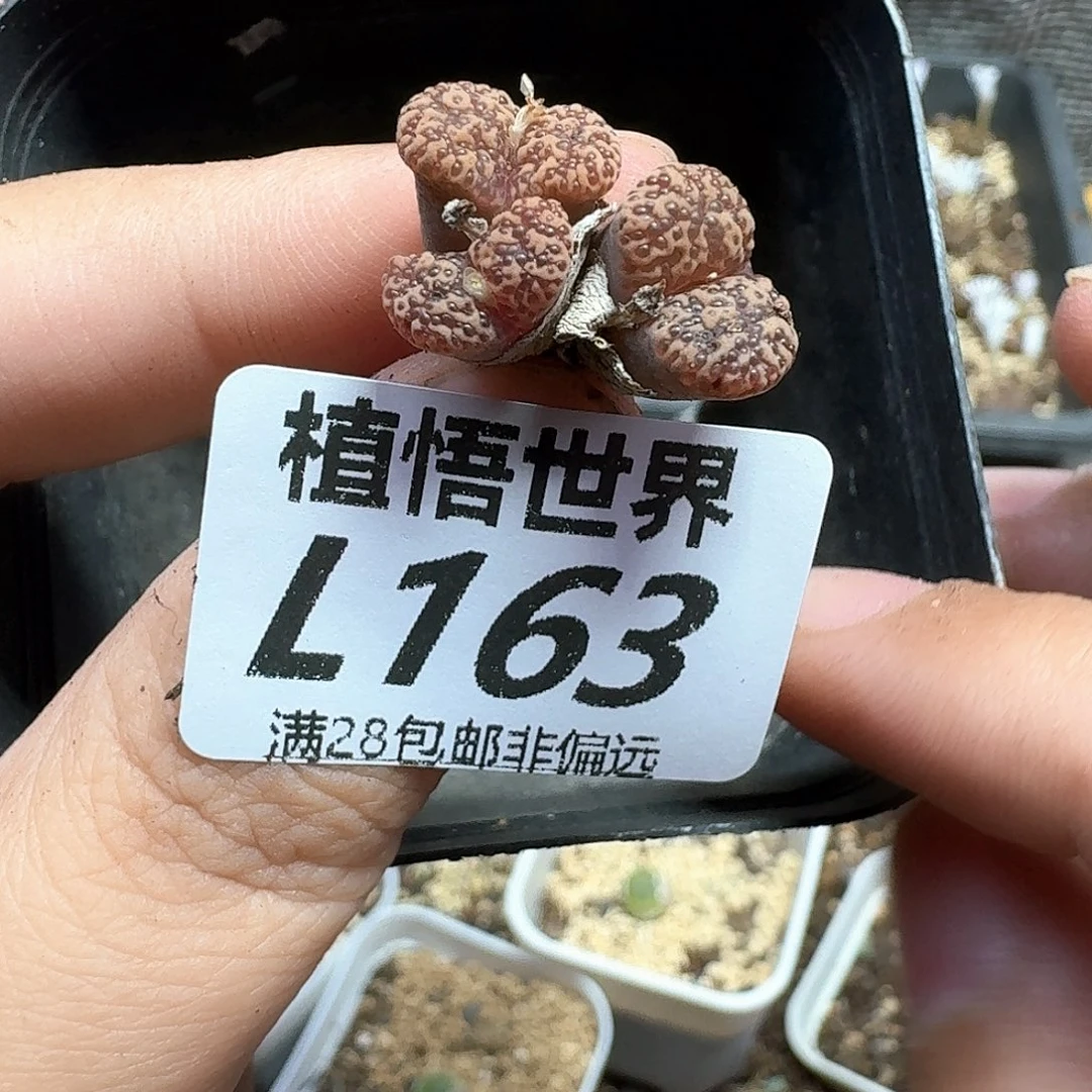 多肉植物的润泽地v