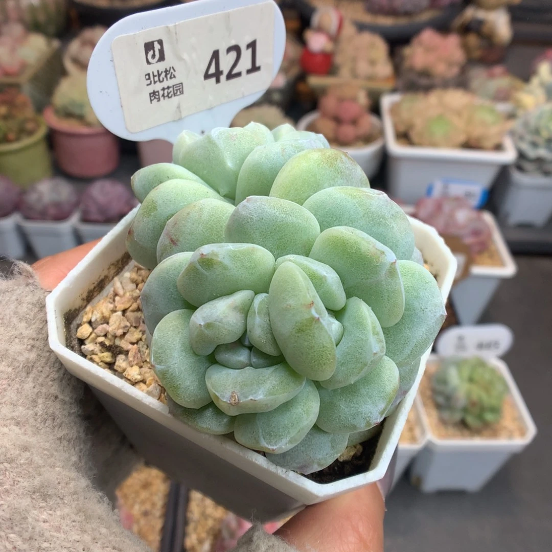 421双头双心冰玉石化多肉植物