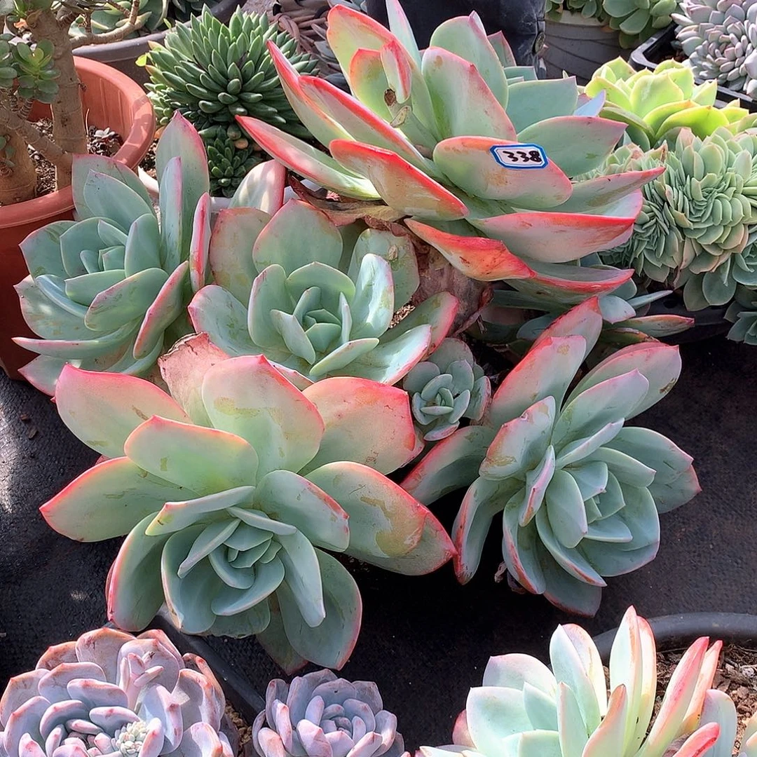 338血凤 一物一拍多肉