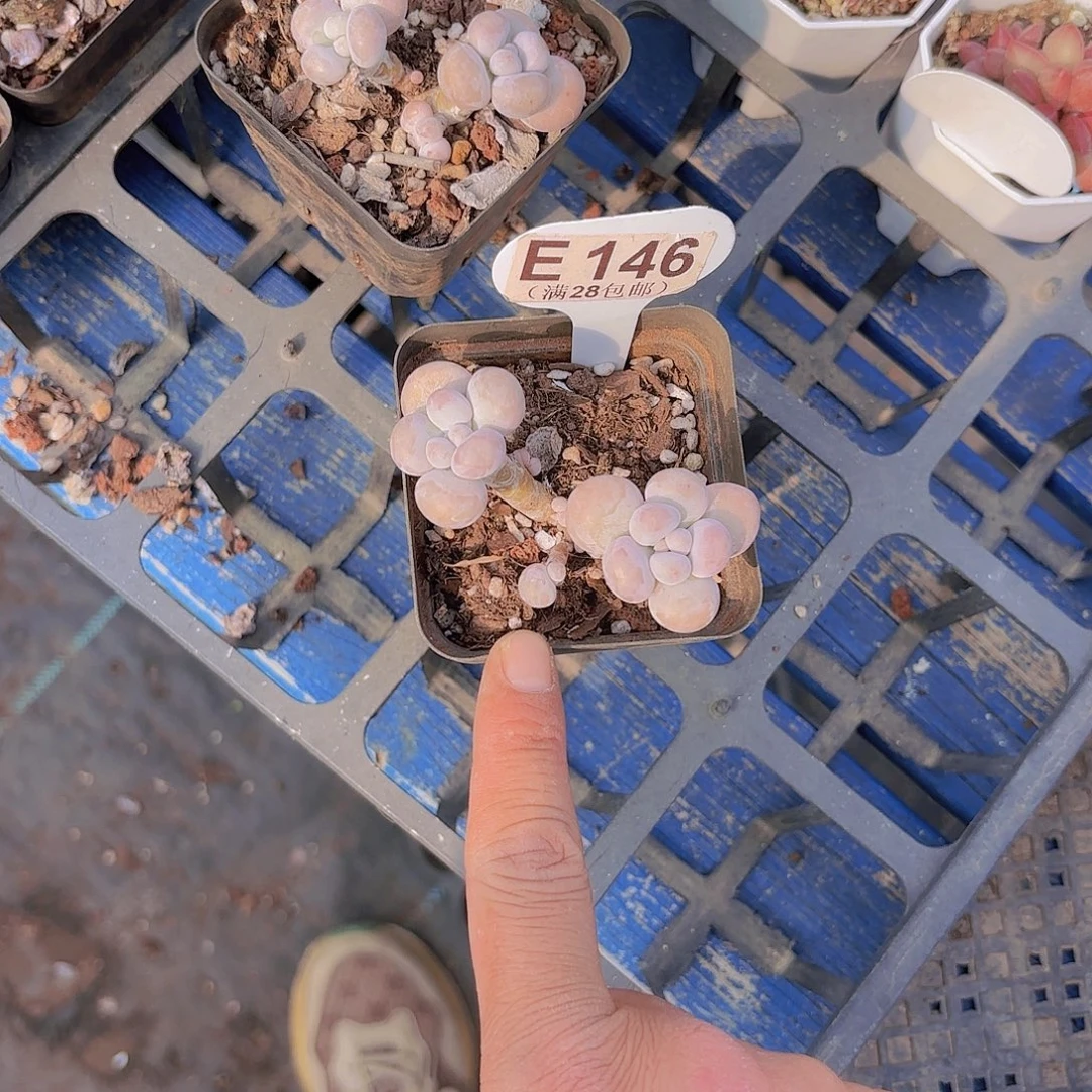 E146水光针一物一拍