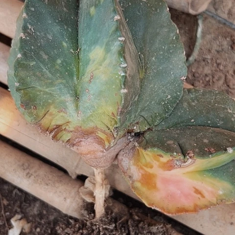 2938处理仙人球时要注意