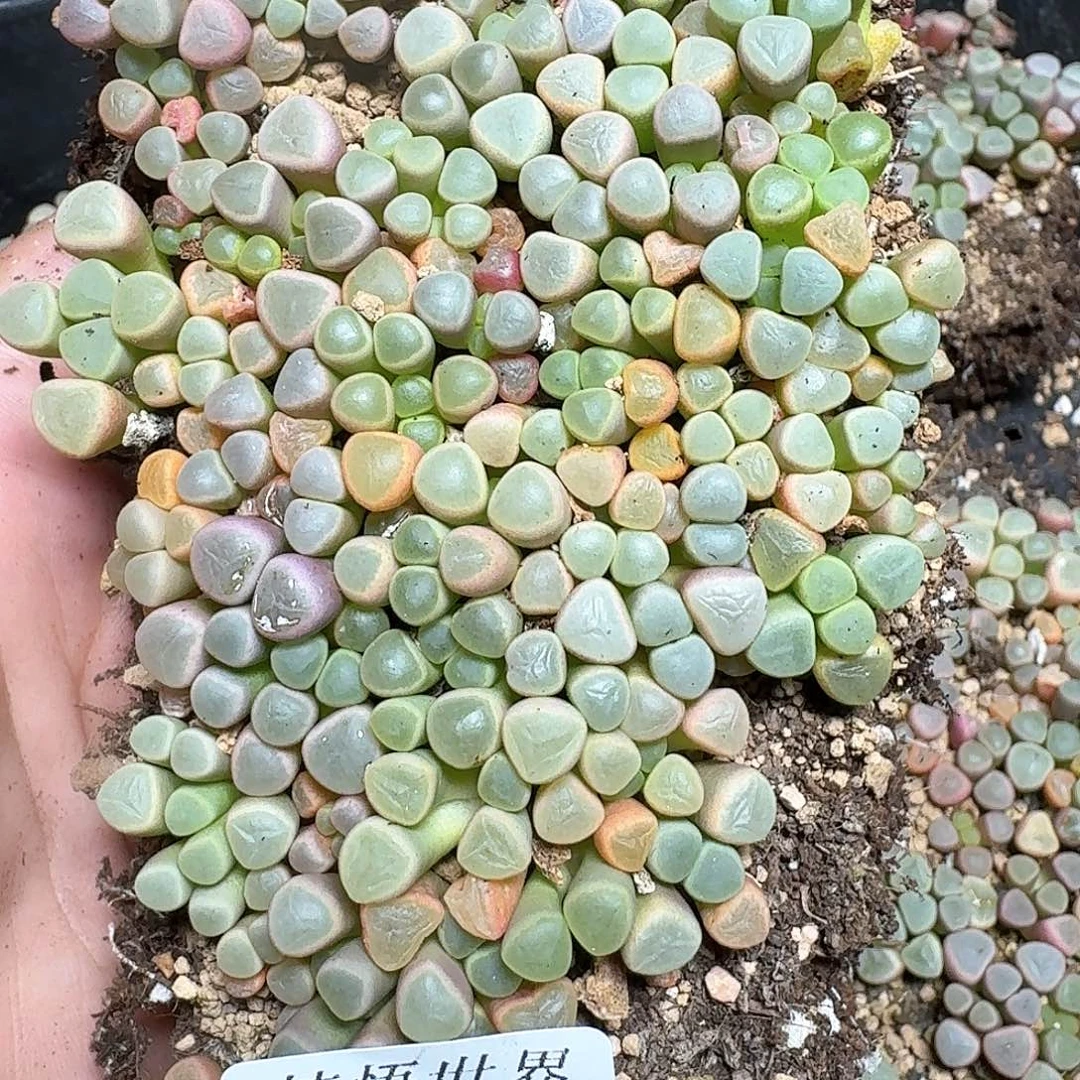 994号多肉植物哇c vv