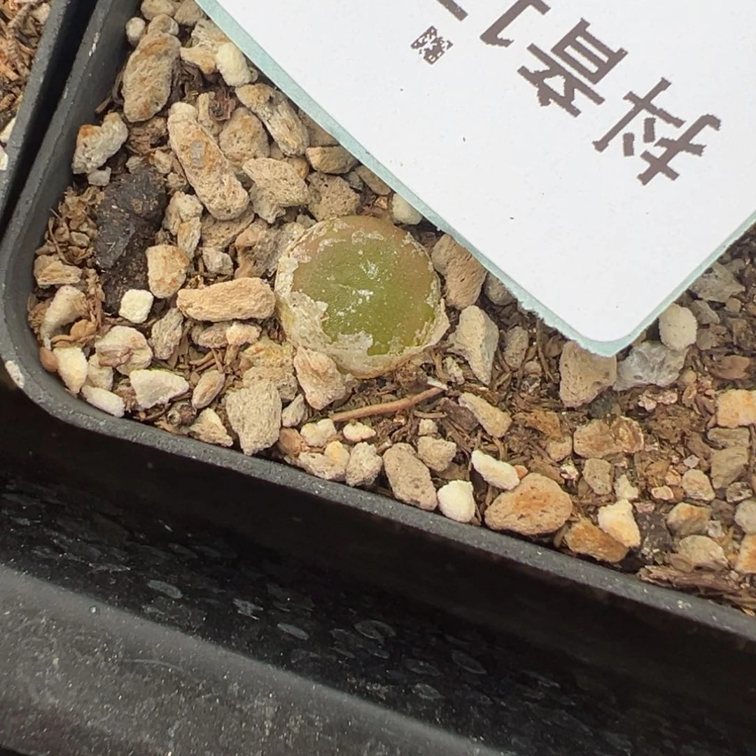 17-111哈莫灯泡多肉植物
