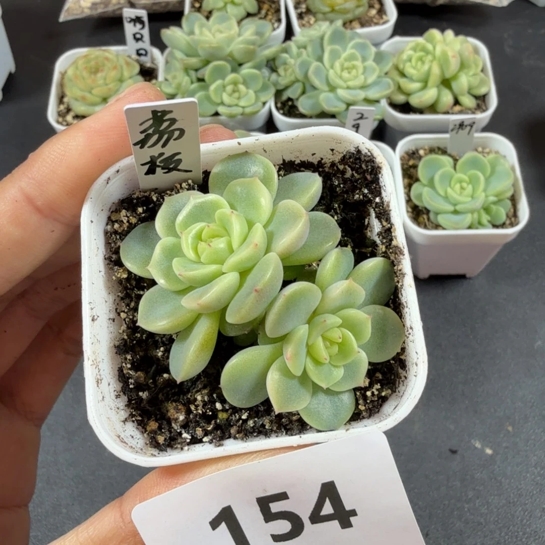 M***u甜心荔枝一物一拍154