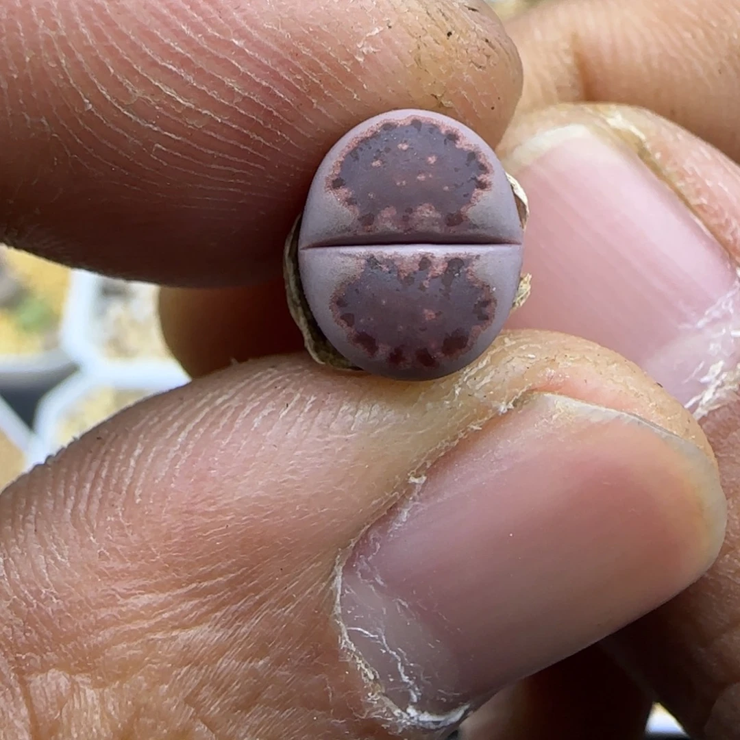 657 生石花大棚直播