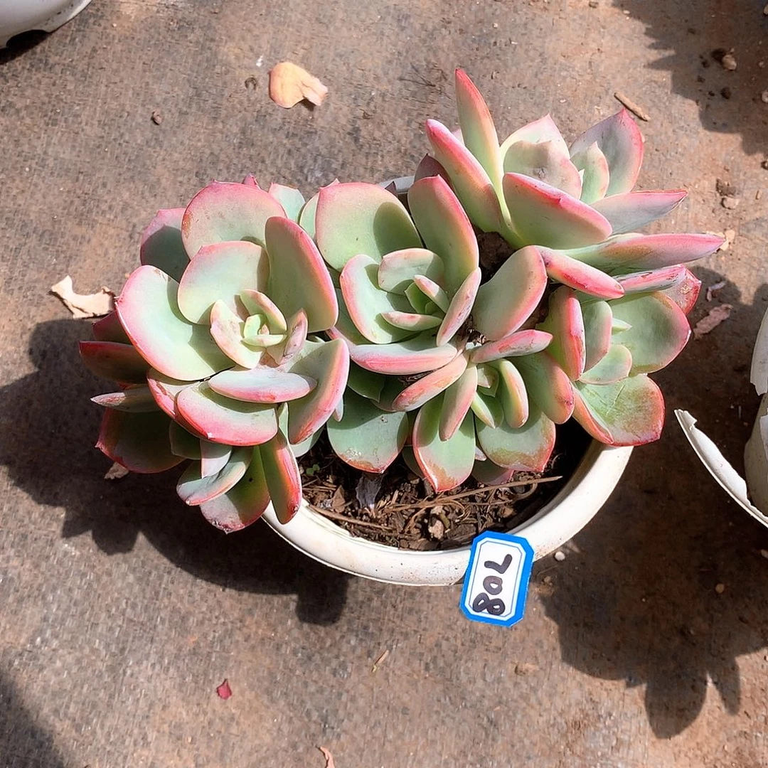 708凤 一物一拍多肉