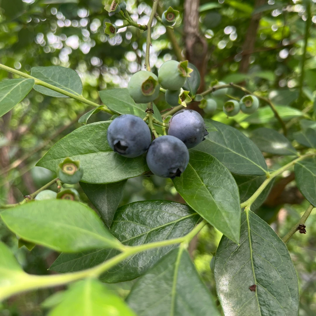 本地新鲜蓝莓（半斤装/1斤装）