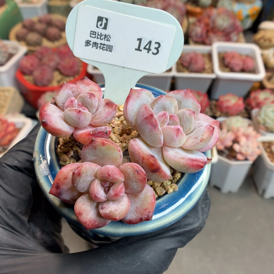 143 三头石榴籽星影多肉