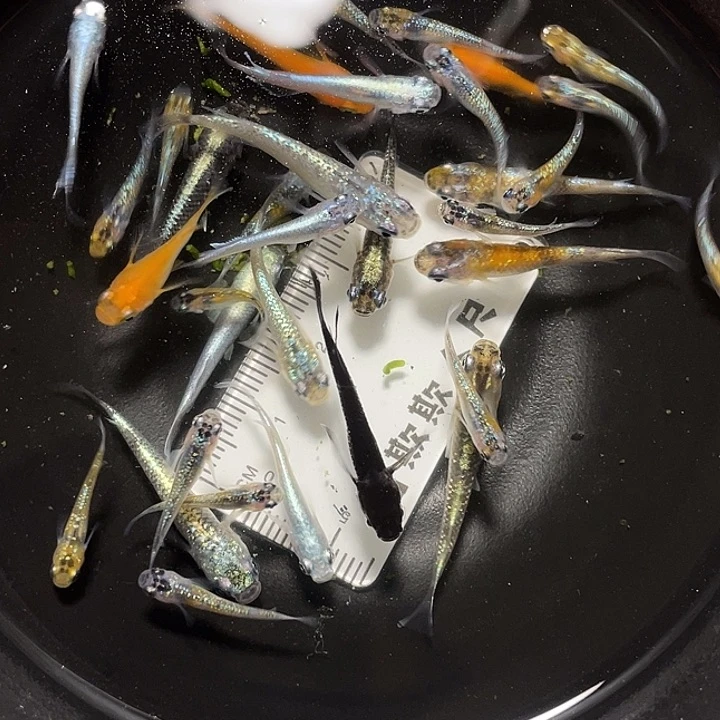 青鳉1-3厘米混搭30条