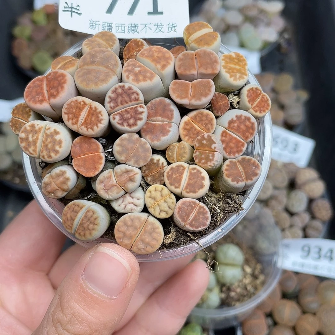77100000花花花哈鼓励