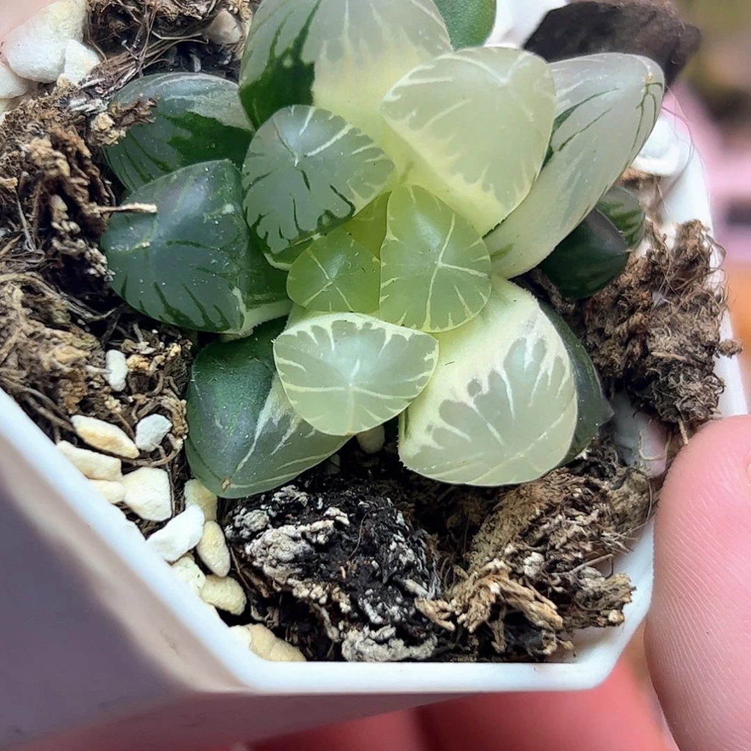 新叶糊斑地泉锦十二卷多肉