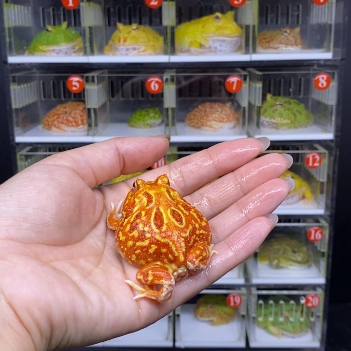 角蛙恭喜发财大吉大利
