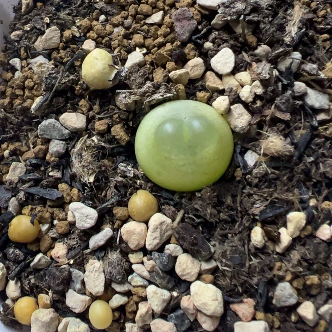 150拉登带盆土发货