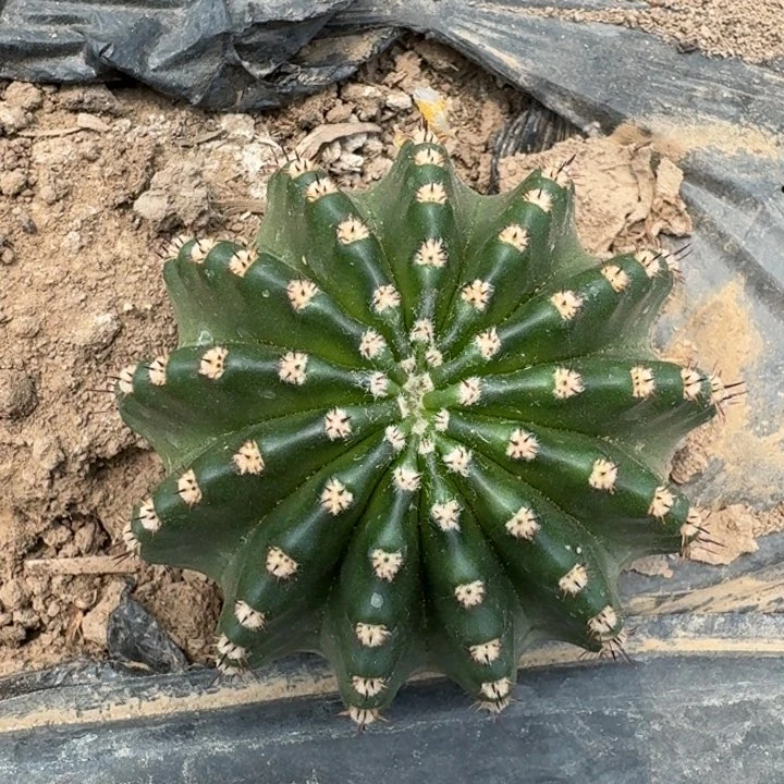 304实生短刺彩草8公分左右斑，20包邮