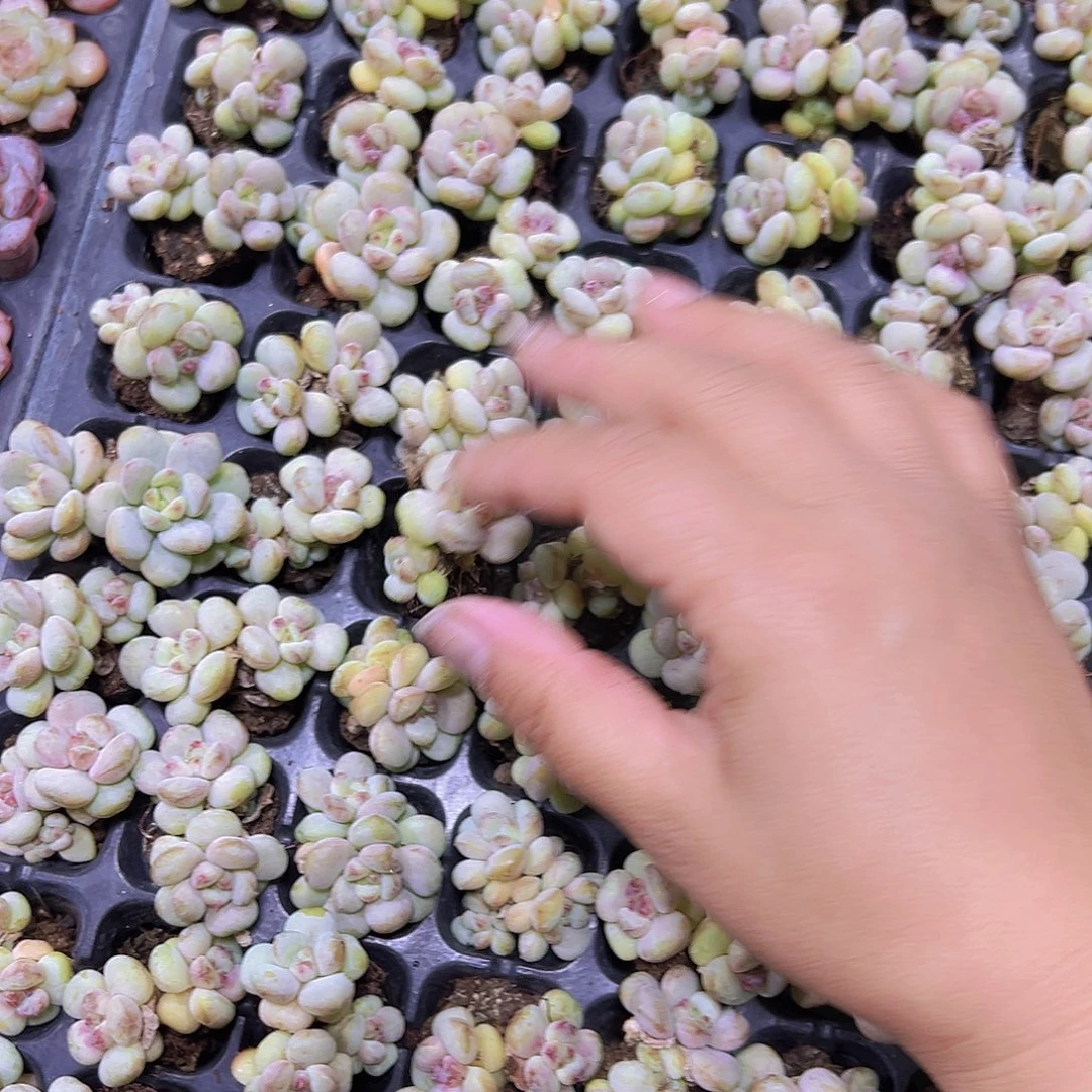 阳光玫瑰混发5个19包邮