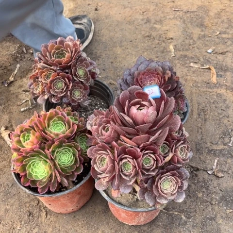 022多肉植物组合