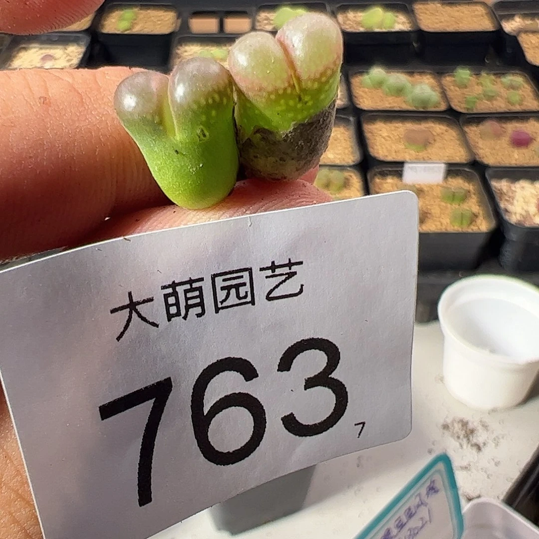 0000763 一物一拍粉眼豆豆