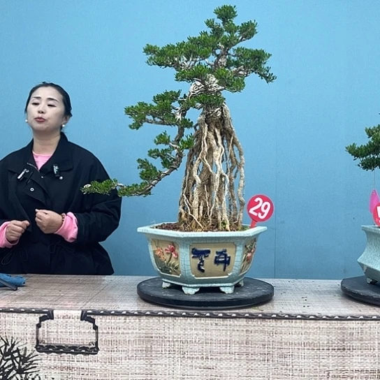 江***司以实际为准精品黄杨盆景