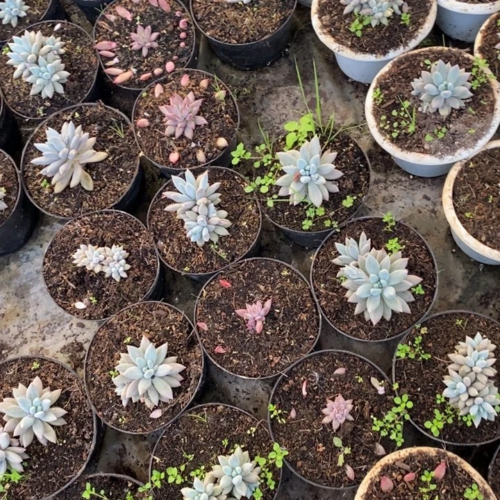 哥特萝莉群可挑选