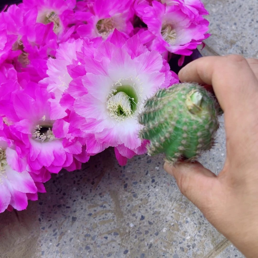 下2彩草105歪无根侧牙4公分左右20包邮