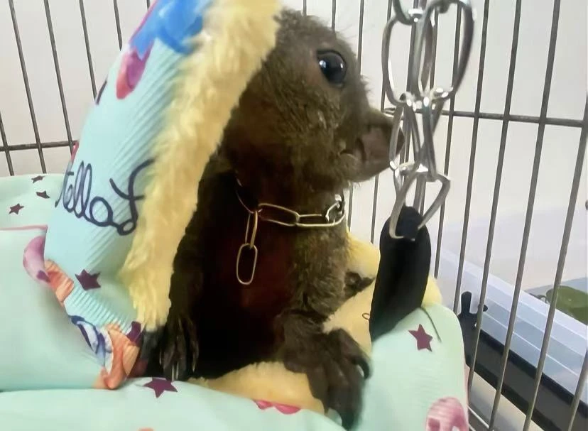 仓鼠松鼠小宠棉窝保暖棉窝