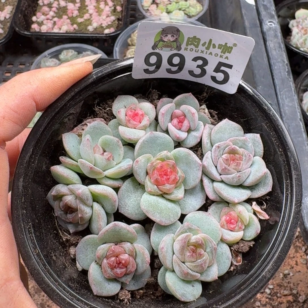 多肉植物多肉植物