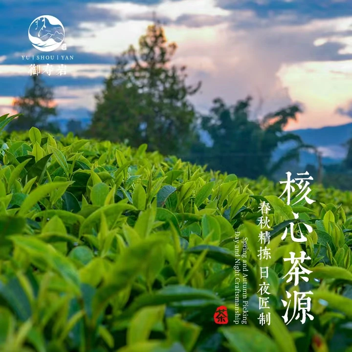 【茶礼套餐】金金组合专属链接11