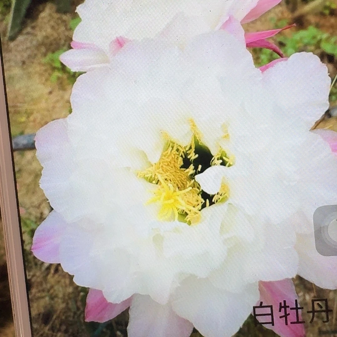 白牡丹侧芽5公分毛花柱仙人球