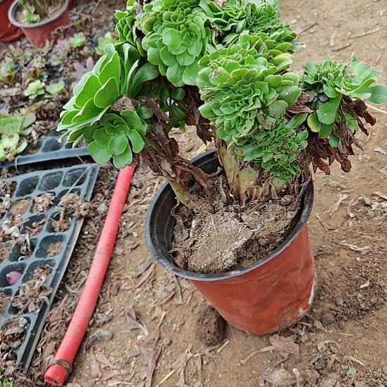 绿羊绒缀加急法师12