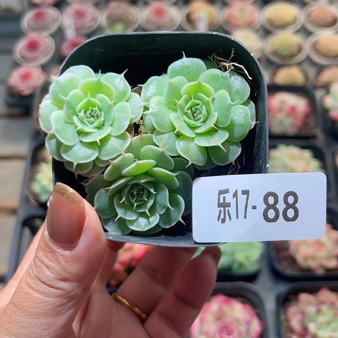 乐17-88 贝尔群不包整