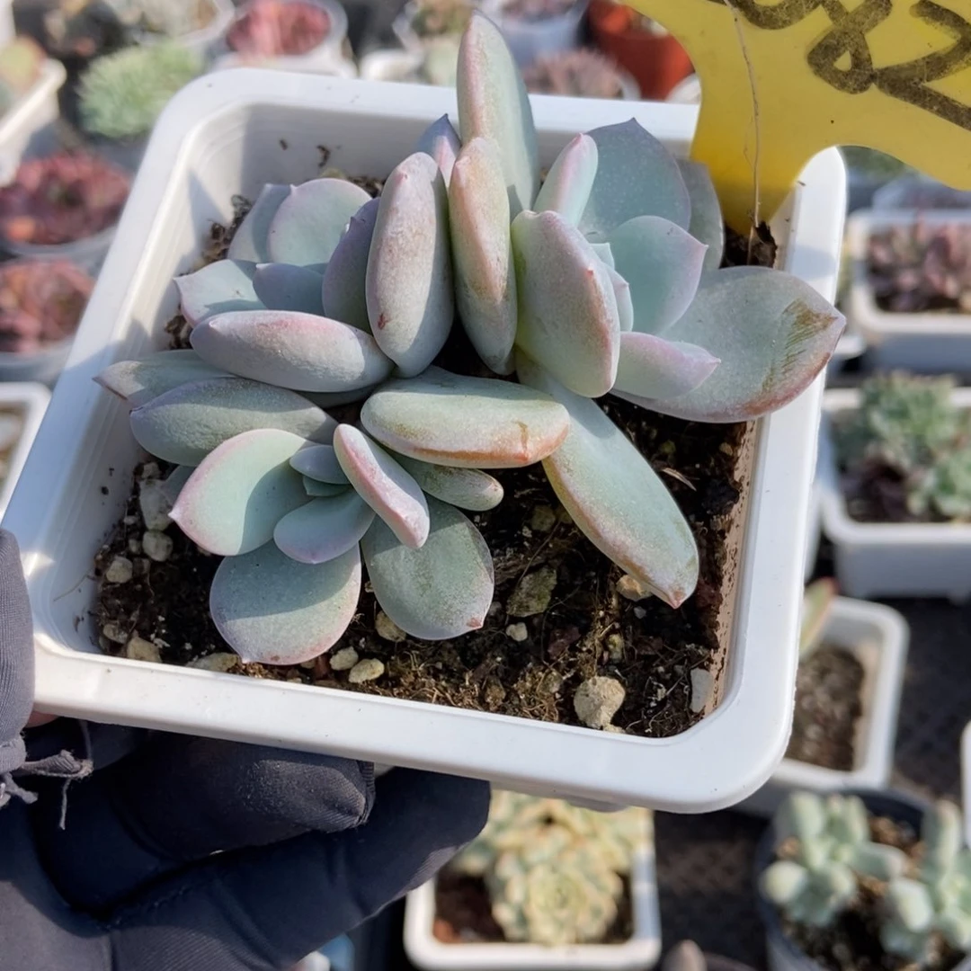 2082奶茶多肉植物保护