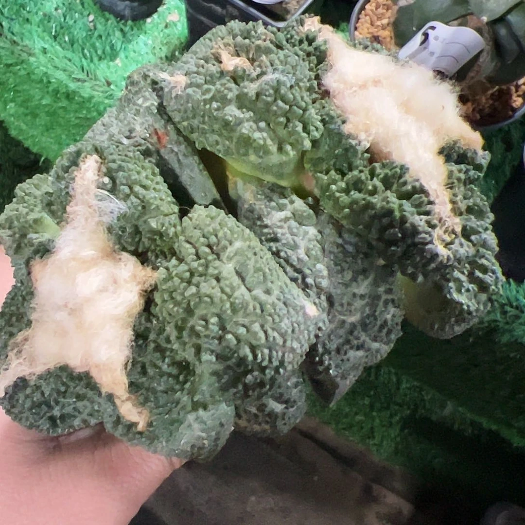 双头大尤哥斯拉牡丹433仙人球