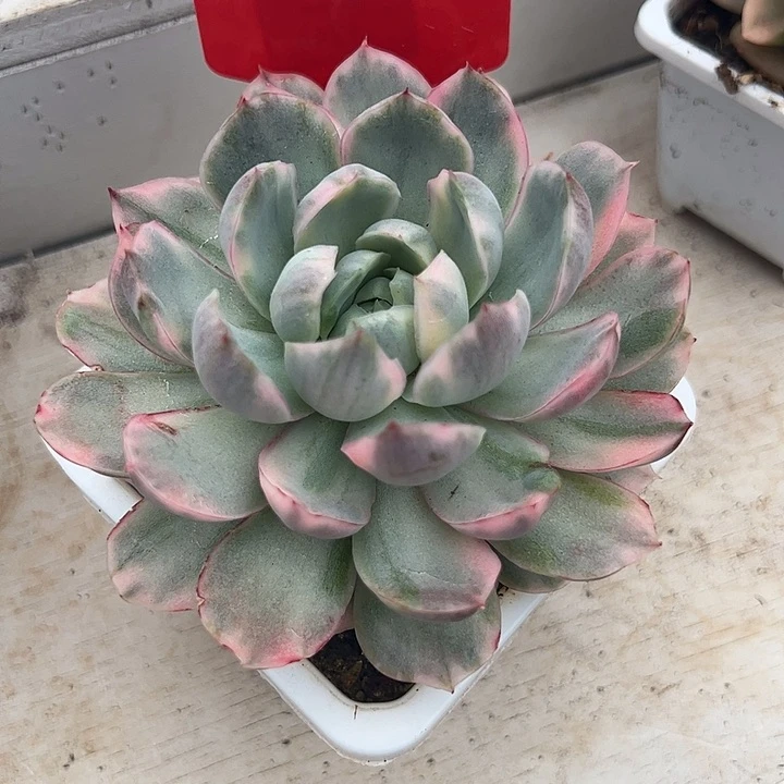 嫣*娆草莓蛋糕锦大单头