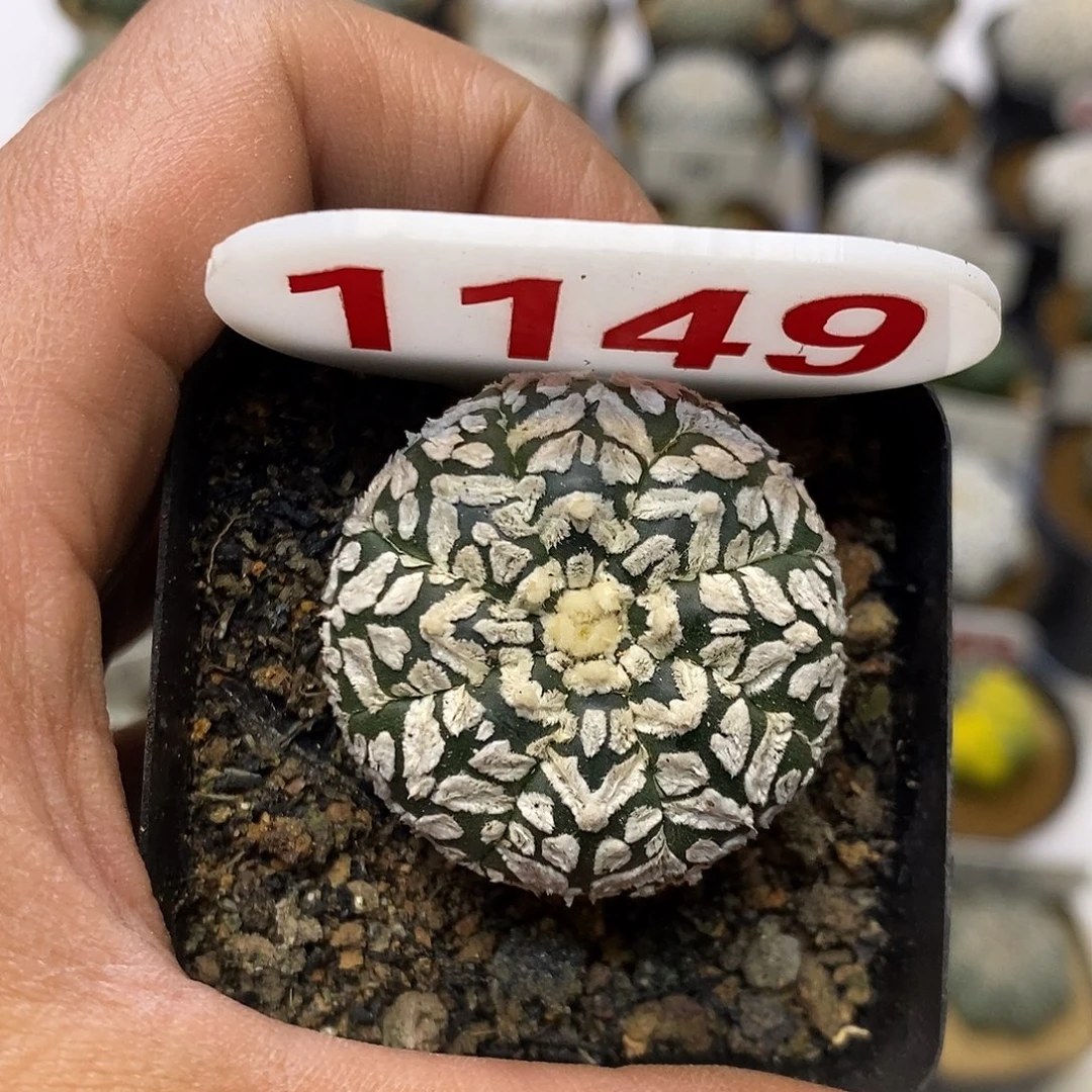 1149福利特价来了哦