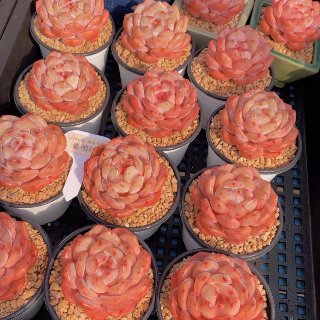 量拍25号果冻韩版仙女橙单头一个