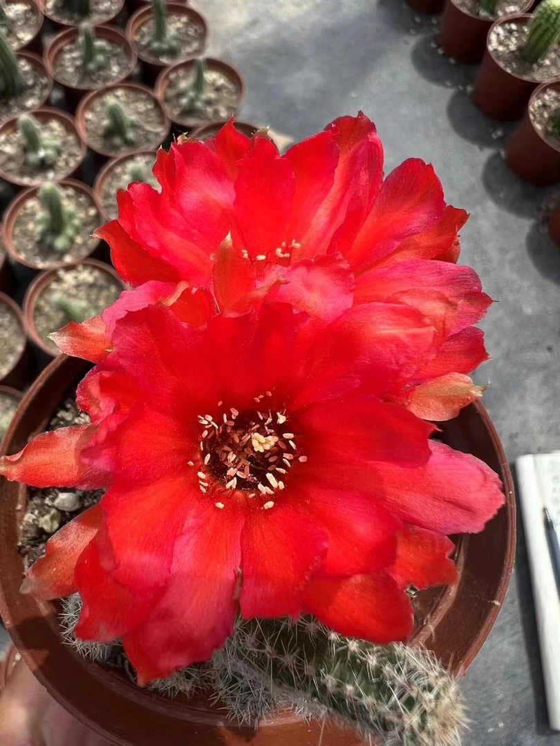 胭脂  自生根  进口 杂交白檀 1年苗 盆栽 阳台