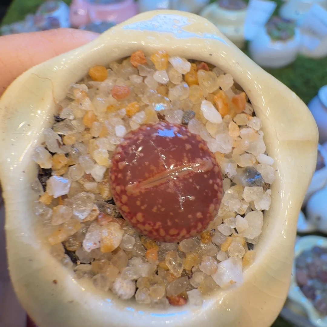 多肉植物福利冲716